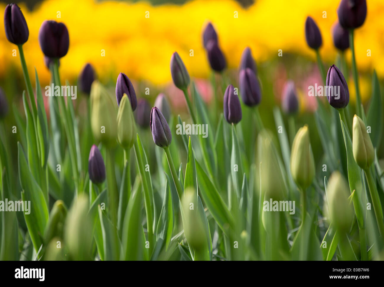 die Frühlings-Tulpen von keukenhof Stockfoto