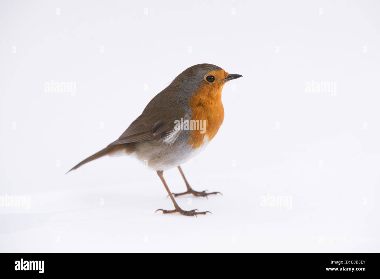 Robin steht vor weißem Hintergrund Stockfoto