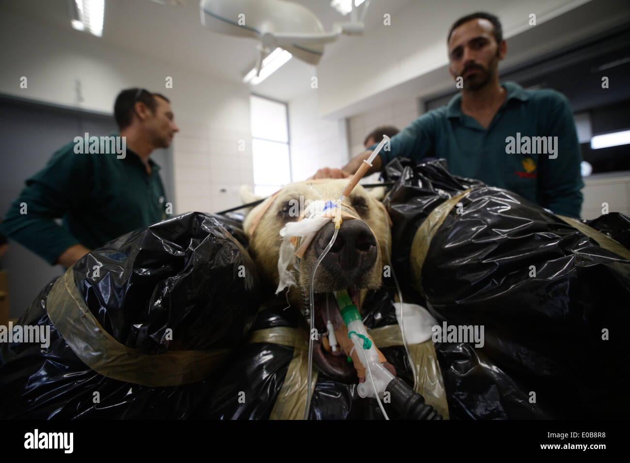 Tel Aviv, Israel. 8. Mai 2014. Mango, ein 19-Year-Old syrische Braunbär, ruht auf einem Bett als Zoo Tierärzte und Mitarbeiter bereiten sie für eine Operation in Ramat Gan Zoological Center Wildlife Hospital in der Nähe von Tel Aviv. 250 kg syrischen Braunbären unterzog sich einer neunstündigen Operation um einen Bandscheibenvorfall in seinem Rücken zu reparieren, nachdem es in einer Röntgenaufnahme entdeckt wurde. Die Teilnahme von nicht weniger als 36 Personen für die Operation dauerte es 25 Safari Pflege Abnehmer mit Mango, acht Unterstützung im Betrieb und drei Tierärzte auf es. Bildnachweis: Xinhua/Alamy Live-Nachrichten Stockfoto