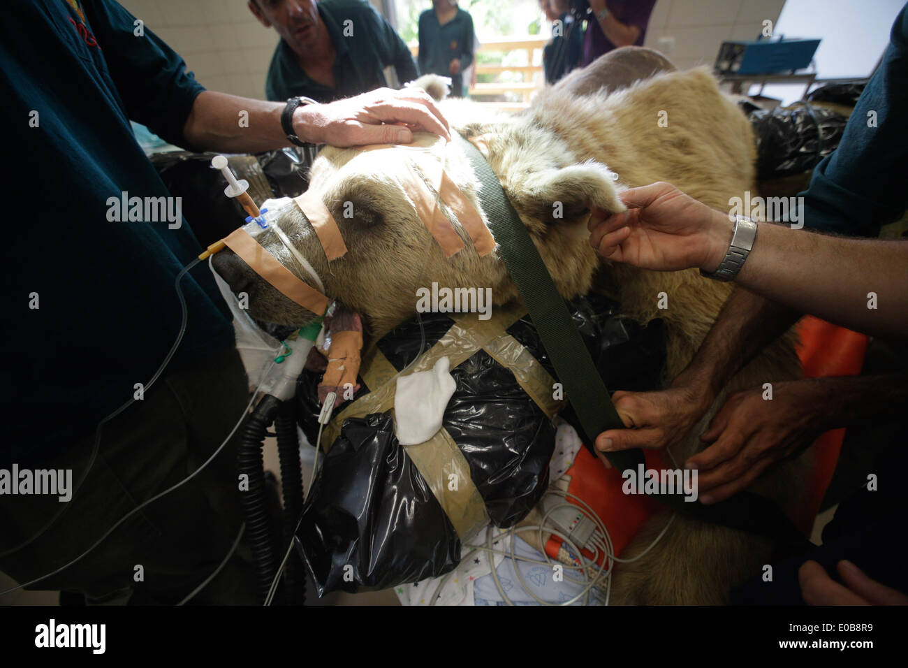 Tel Aviv, Israel. 8. Mai 2014. Mango, ein 19-Year-Old syrische Braunbär, ruht auf einem Bett als Zoo Tierärzte und Mitarbeiter bereiten sie für eine Operation in Ramat Gan Zoological Center Wildlife Hospital in der Nähe von Tel Aviv. 250 kg syrischen Braunbären unterzog sich einer neunstündigen Operation um einen Bandscheibenvorfall in seinem Rücken zu reparieren, nachdem es in einer Röntgenaufnahme entdeckt wurde. Die Teilnahme von nicht weniger als 36 Personen für die Operation dauerte es 25 Safari Pflege Abnehmer mit Mango, acht Unterstützung im Betrieb und drei Tierärzte auf es. Bildnachweis: Xinhua/Alamy Live-Nachrichten Stockfoto