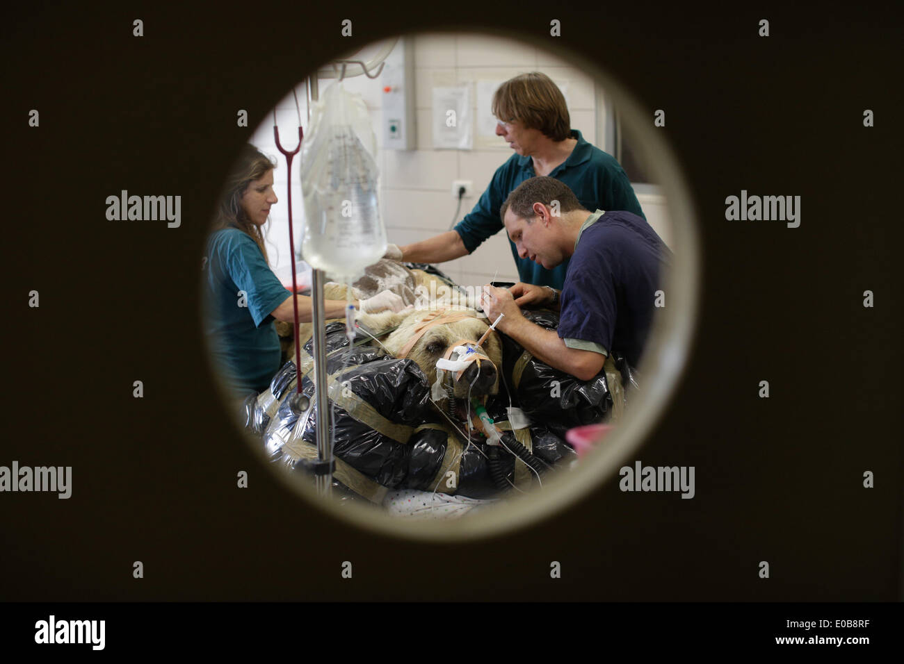 Tel Aviv, Israel. 8. Mai 2014. Mango, ein 19-Year-Old syrische Braunbär, ruht auf einem Bett als Zoo Tierärzte und Mitarbeiter bereiten sie für eine Operation in Ramat Gan Zoological Center Wildlife Hospital in der Nähe von Tel Aviv. 250 kg syrischen Braunbären unterzog sich einer neunstündigen Operation um einen Bandscheibenvorfall in seinem Rücken zu reparieren, nachdem es in einer Röntgenaufnahme entdeckt wurde. Die Teilnahme von nicht weniger als 36 Personen für die Operation dauerte es 25 Safari Pflege Abnehmer mit Mango, acht Unterstützung im Betrieb und drei Tierärzte auf es. Bildnachweis: Xinhua/Alamy Live-Nachrichten Stockfoto