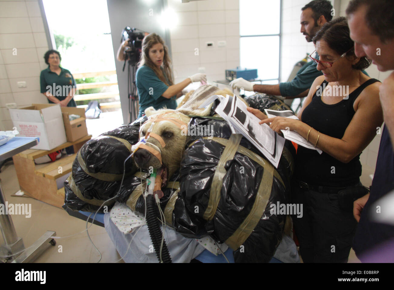 Tel Aviv, Israel. 8. Mai 2014. Mango, ein 19-Year-Old syrische Braunbär, ruht auf einem Bett als Zoo Tierärzte und Mitarbeiter bereiten sie für eine Operation in Ramat Gan Zoological Center Wildlife Hospital in der Nähe von Tel Aviv. 250 kg syrischen Braunbären unterzog sich einer neunstündigen Operation um einen Bandscheibenvorfall in seinem Rücken zu reparieren, nachdem es in einer Röntgenaufnahme entdeckt wurde. Die Teilnahme von nicht weniger als 36 Personen für die Operation dauerte es 25 Safari Pflege Abnehmer mit Mango, acht Unterstützung im Betrieb und drei Tierärzte auf es. Bildnachweis: Xinhua/Alamy Live-Nachrichten Stockfoto