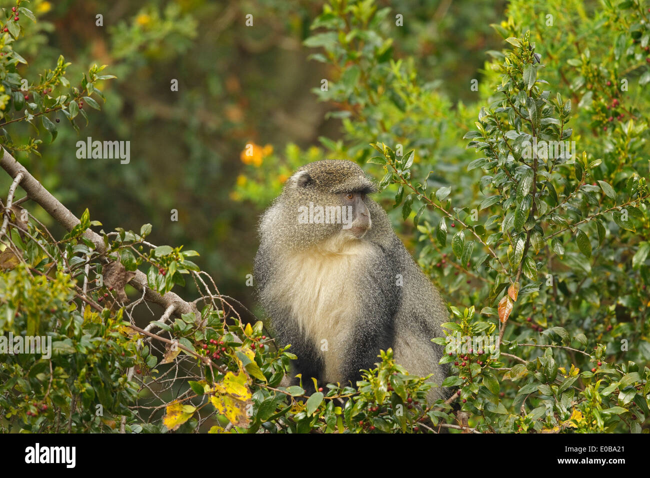 Samango-Affe (Cercopithecus mitis erythrarchus) in einem Baum, der Früchte frisst, Mount Sheba, Mpumalanga, Stockfoto