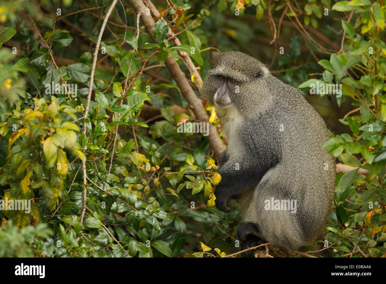 Samango-Affe (Cercopithecus mitis erythrarchus) in einem Baum, der Früchte frisst, Mount Sheba, Mpumalanga, Stockfoto