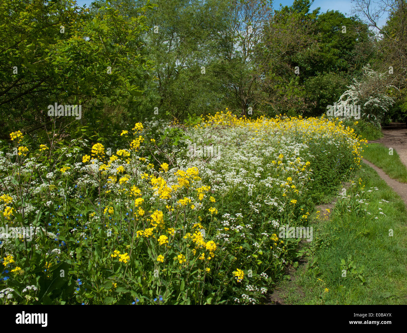 Wilde Blumen wachsen neben den Thames Path in der Nähe von Teddington Lock in SW London Stockfoto