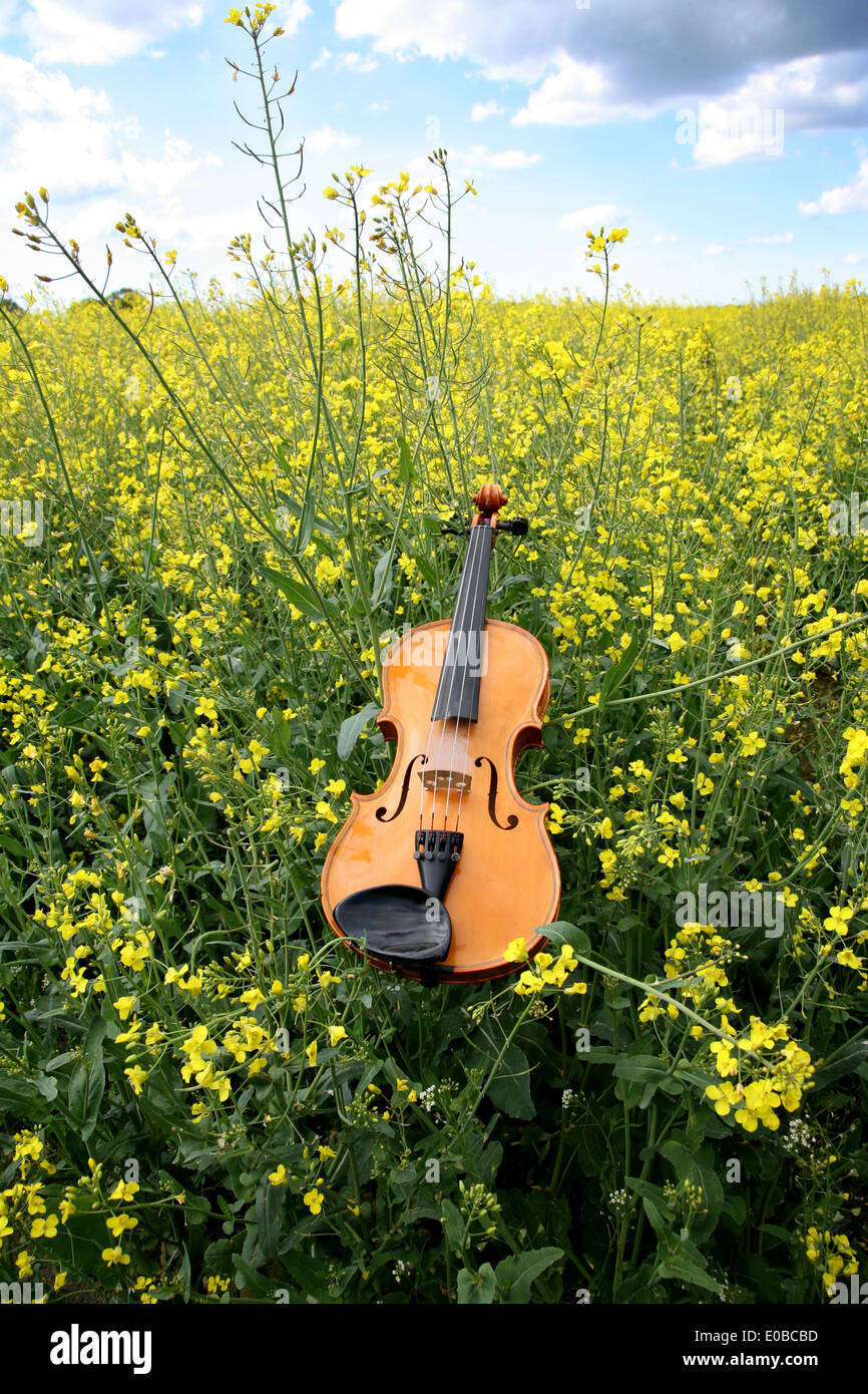 Violine im Rapsfeld Stockfoto