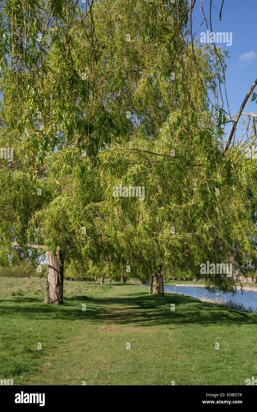 Trauerweide Bäume, Home Park, Hampton Wick, Kingston, Surrey, UK Stockfoto