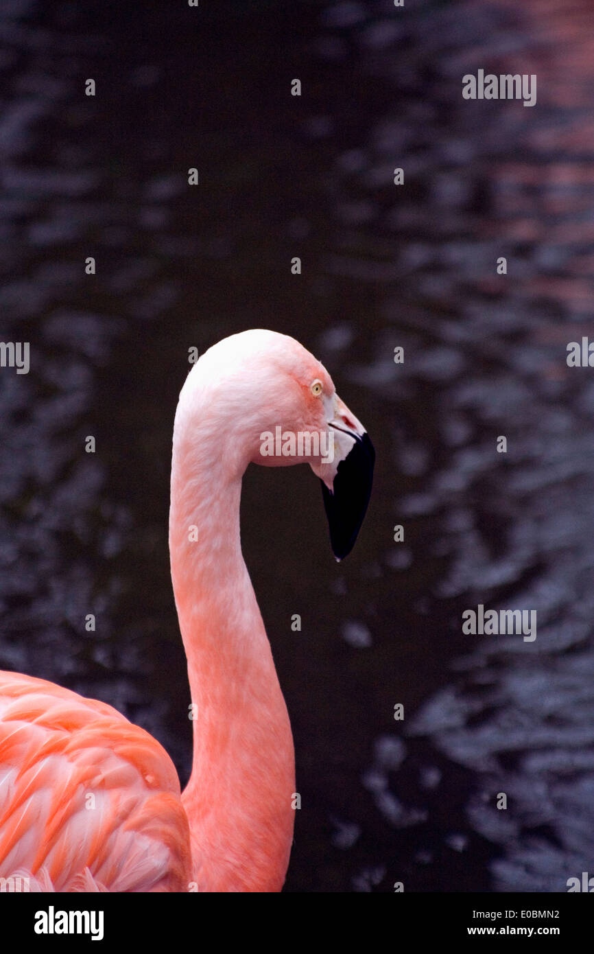 Schöner Vogel in exotischen chilenischen Pink Flamingo Phoenicopterus Chilensis Stockfoto