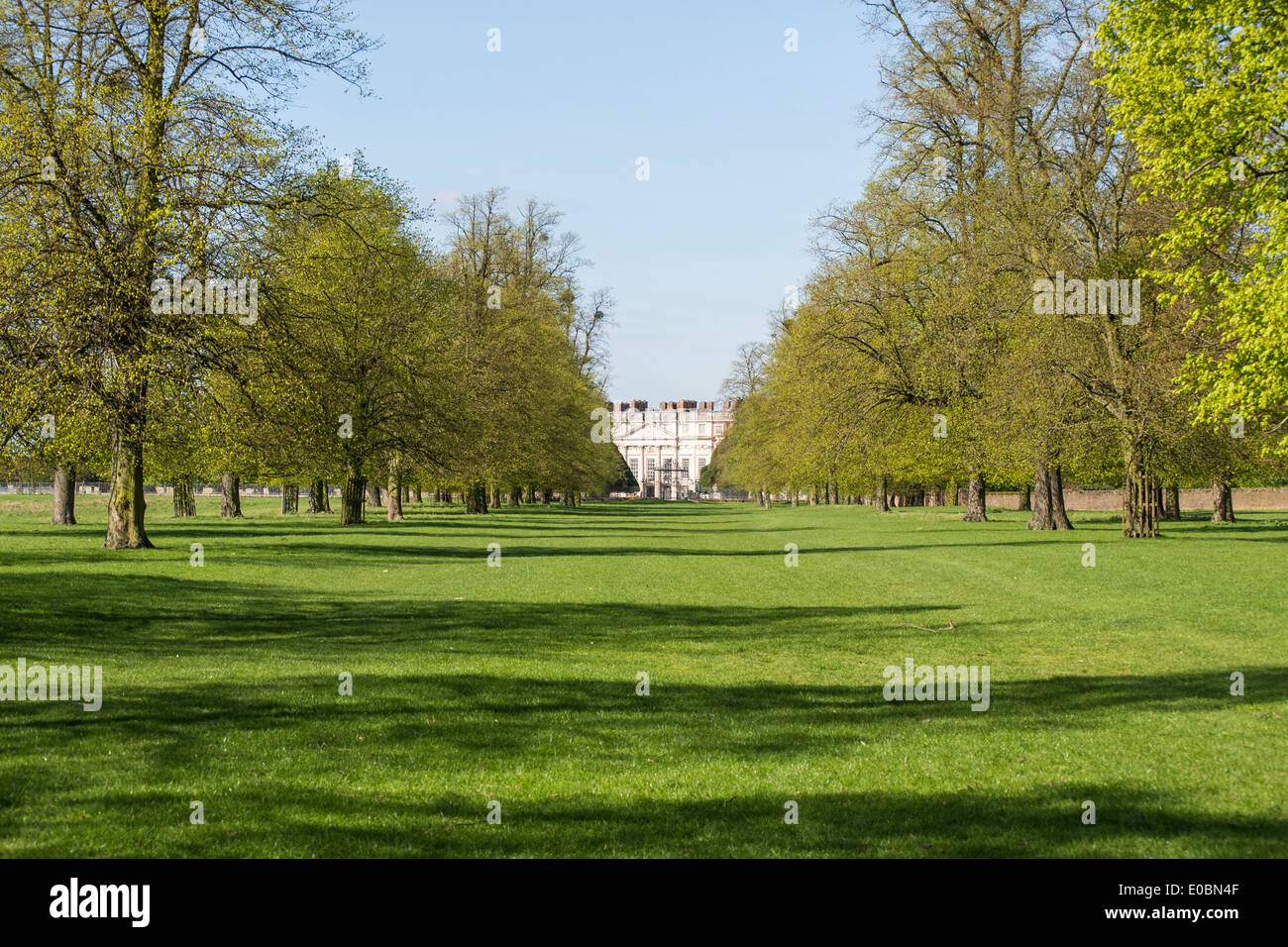 Allee der Buche führt nach Hampton Court Palace, Home Park, Surrey, England, London, UK Stockfoto
