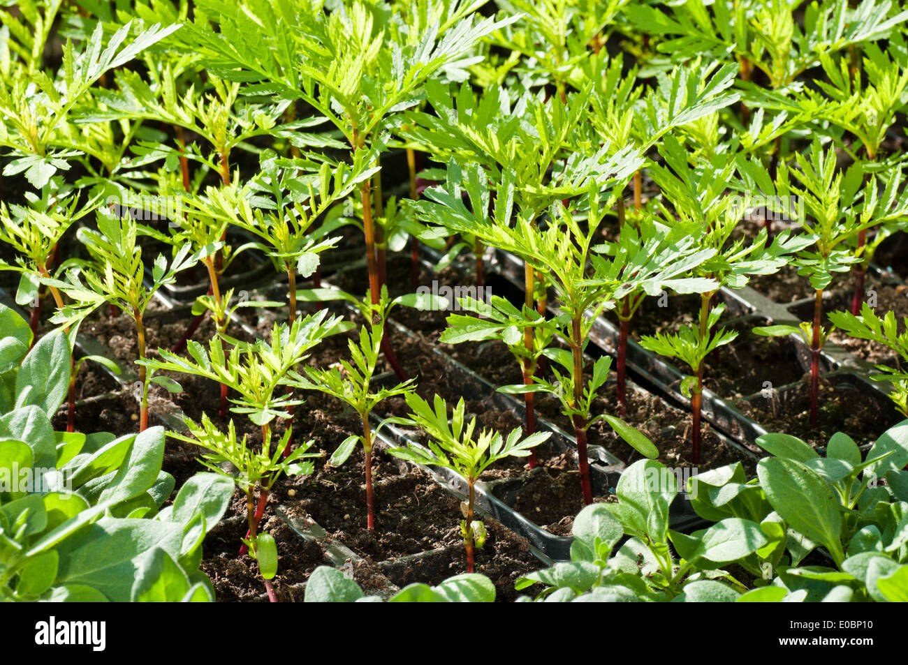 Ringelblume Pflanze Setzlinge in Trays Stockfoto