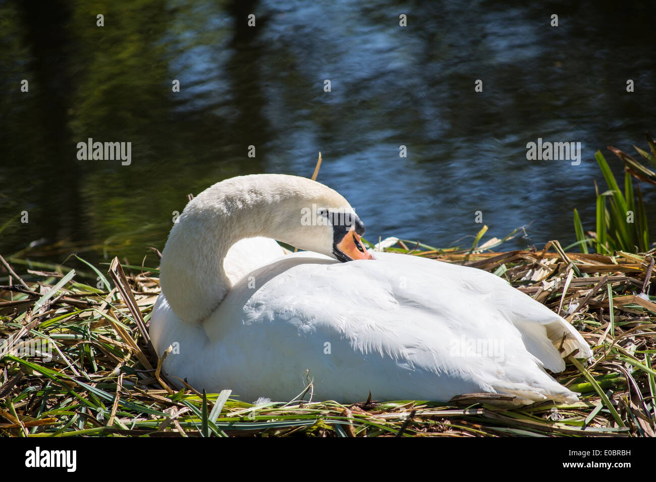 Höckerschwan sitzen auf Nest, Home Park, Surrey, England, UK Stockfoto