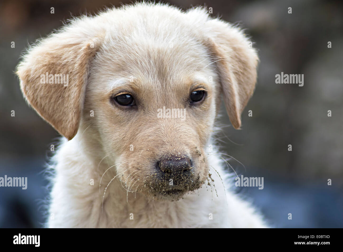 Gelber Labrador Retriever Welpen (geringe Schärfentiefe). Stockfoto