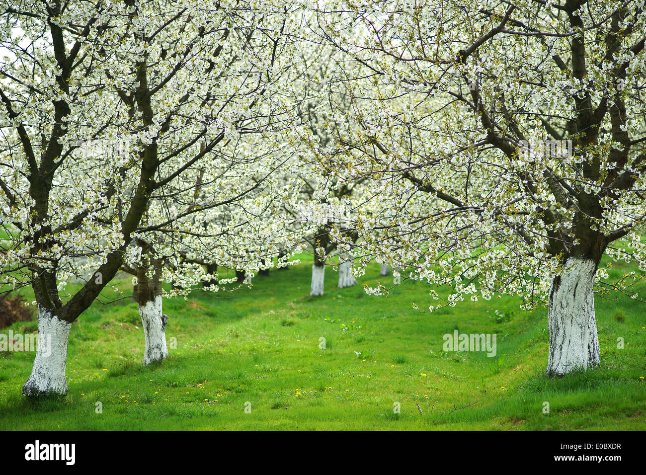 Blühende Kirschbäume im Obstgarten Stockfoto