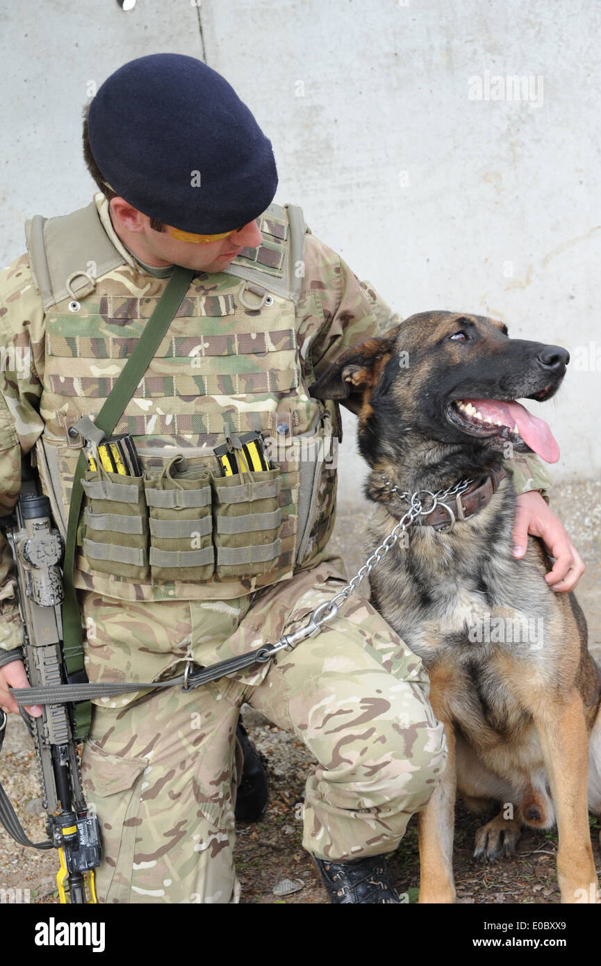 militärische Hund, Ied, Guard, Afghanistan, Suche, arbeiten, militärische arbeiten, Hund, Hund, Aufstandsbekämpfung, Ied, improvisierte explosive Dev Stockfoto