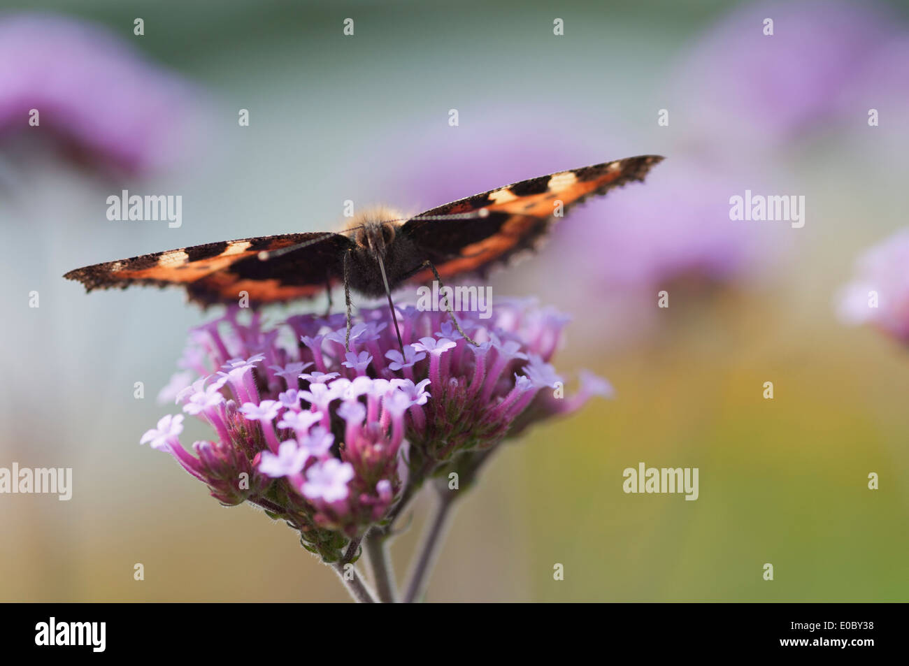 AGLAIS URTICAE Stockfoto