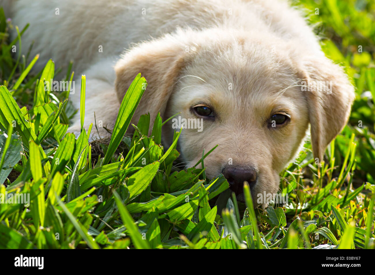 Gelber Labrador Retriever Welpe auf grünen Rasen. Stockfoto