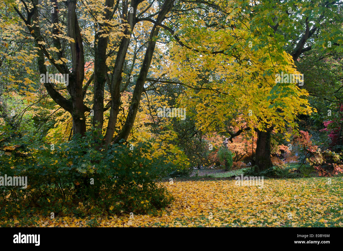 ZÜNDETEN ARBORETUM HERBST Stockfoto