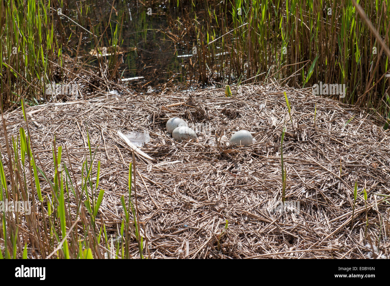 Swan-Nest mit verlassenen Eiern Stockfoto