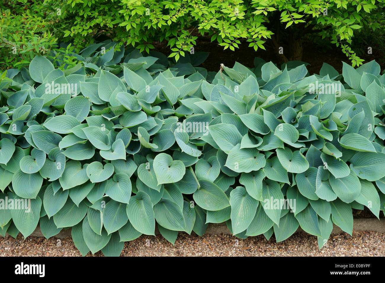Frisches Frühlingsgrün reichlich Hosta Blätter Stockfoto