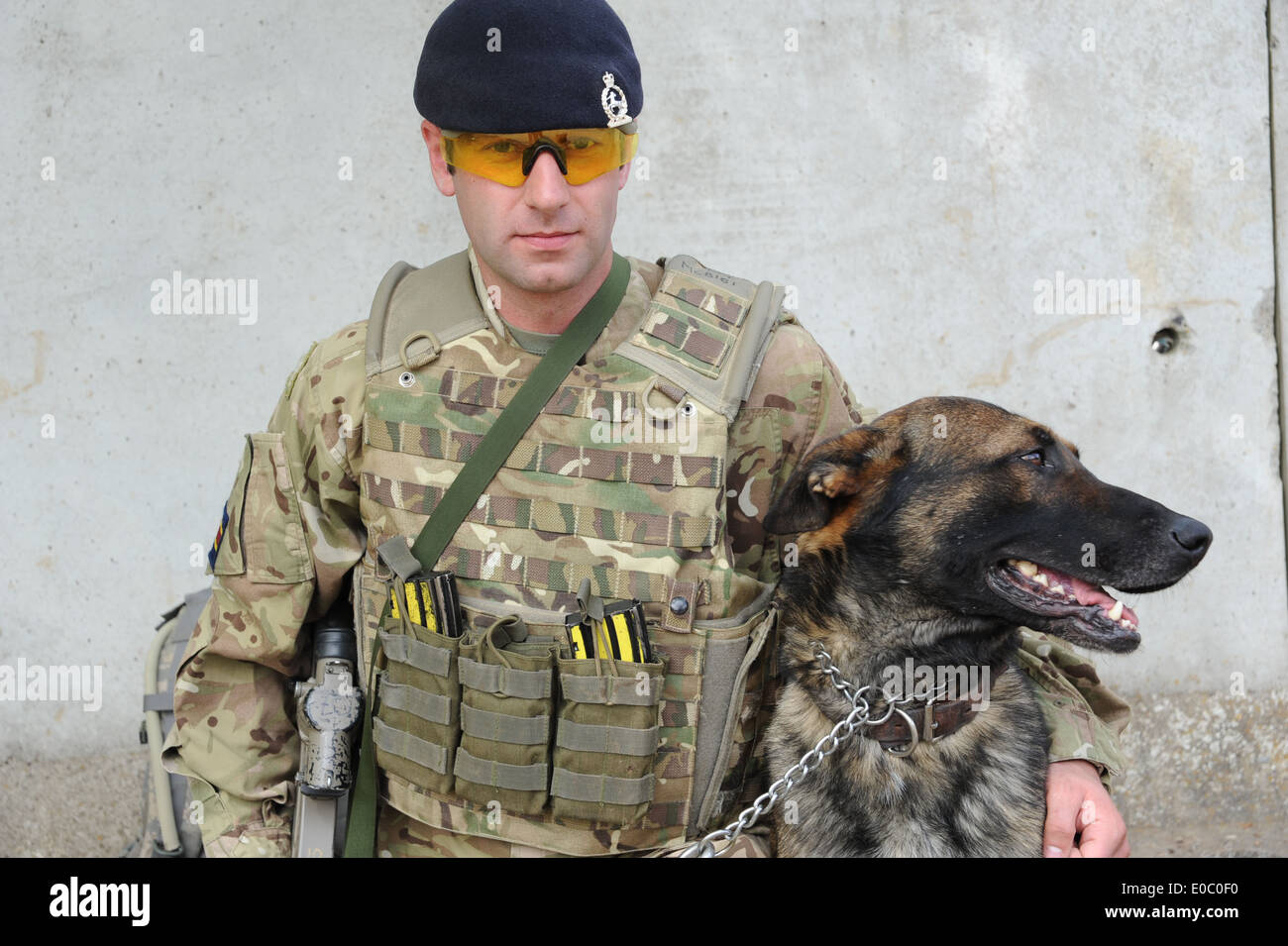 t militärische Working Dog Hund Zähler Aufstand Ied improvisierten Sprengkörpern Suche Afghanistan bewachen Hund Sicherheit Stockfoto