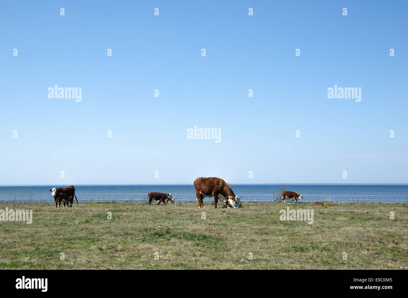 Weidevieh im Frühling an der Küste der schwedischen Insel Öland Stockfoto