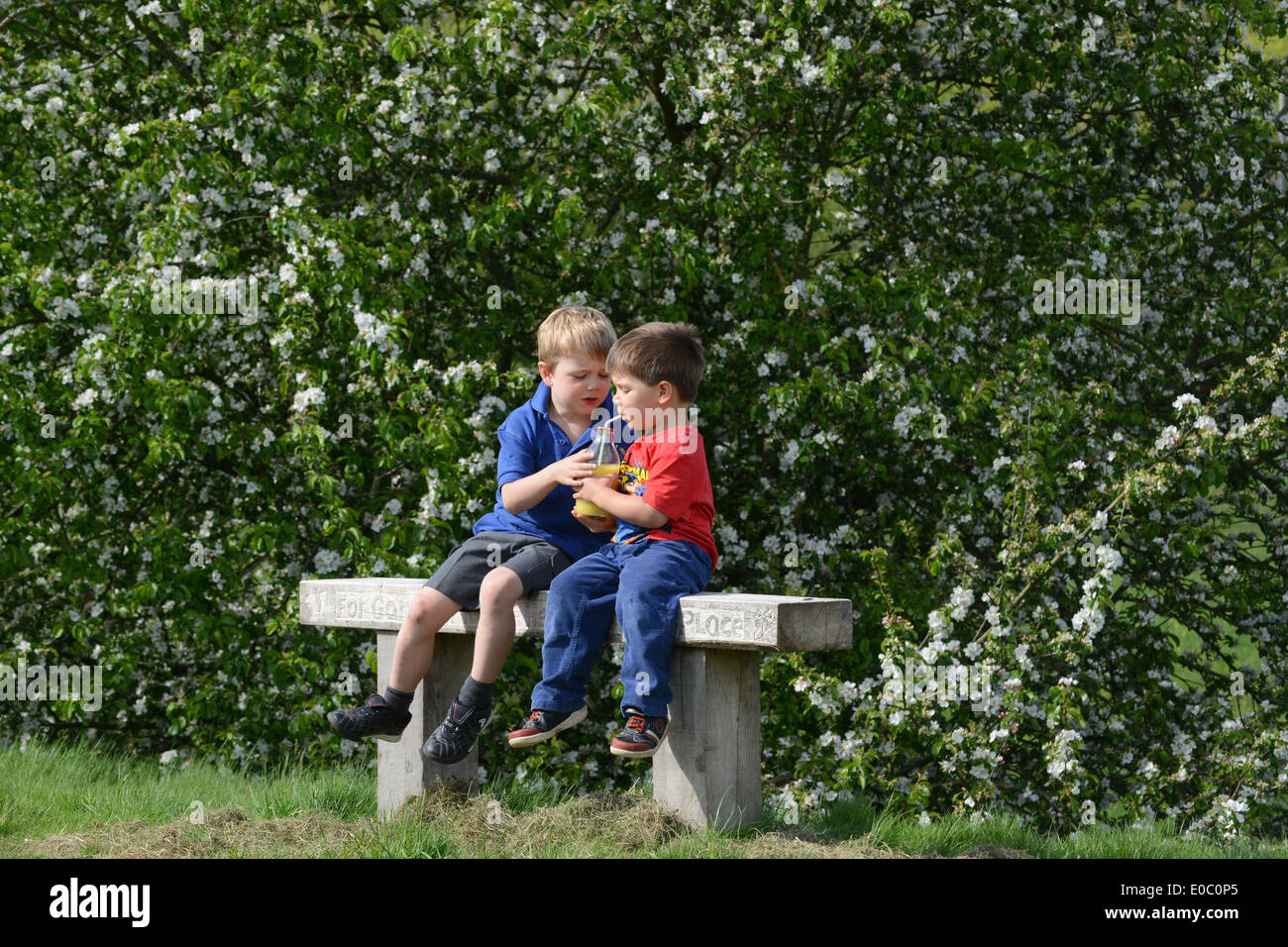 Zwei jungen Brüder teilen Drink auf der Parkbank in der Nähe von Blossom Baum Uk Stockfoto