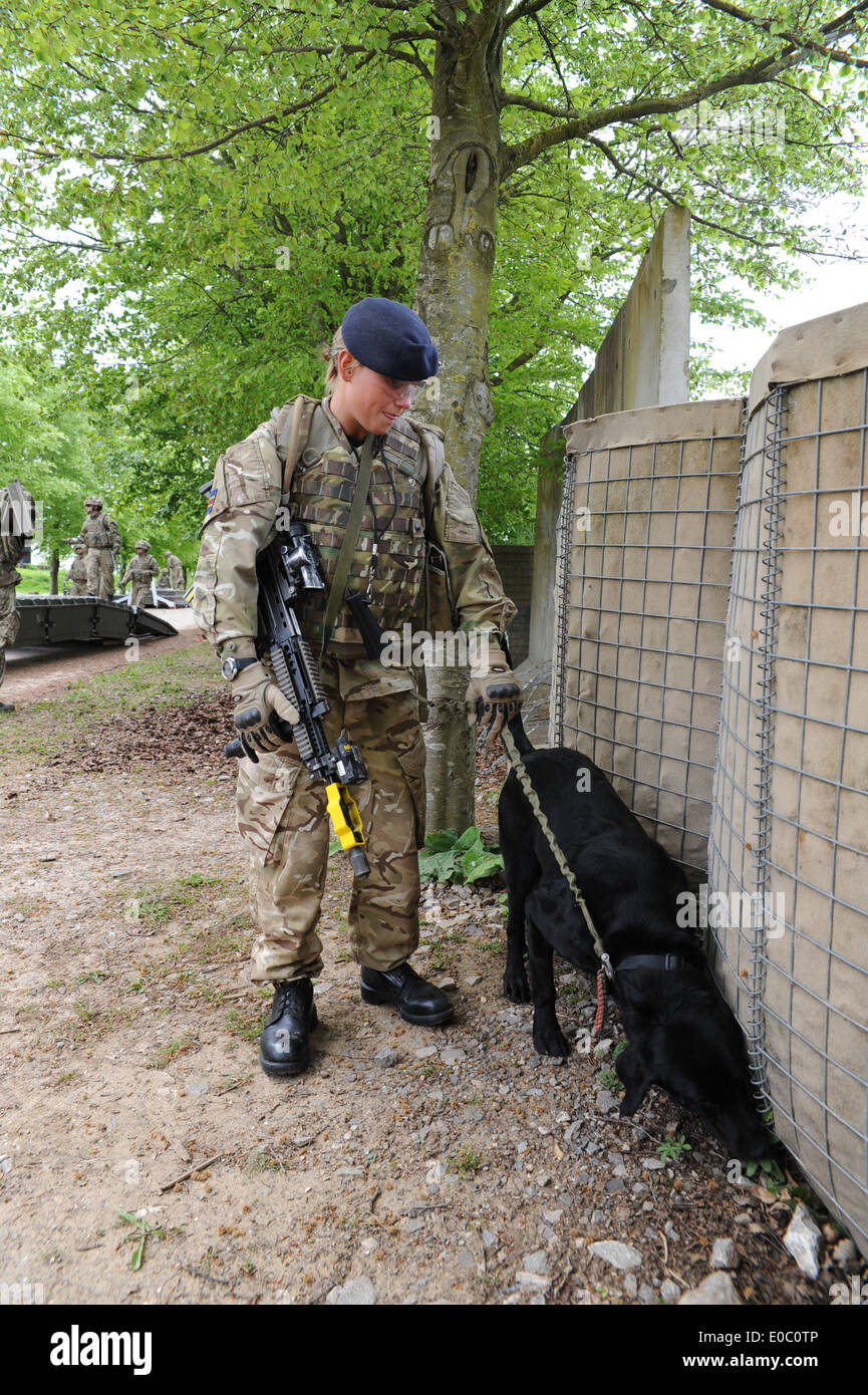 Militärische Working Dog Hund Zähler Aufstand Ied improvisierten Sprengkörpern Suche Afghanistan bewachen Hund Sicherheit Stockfoto