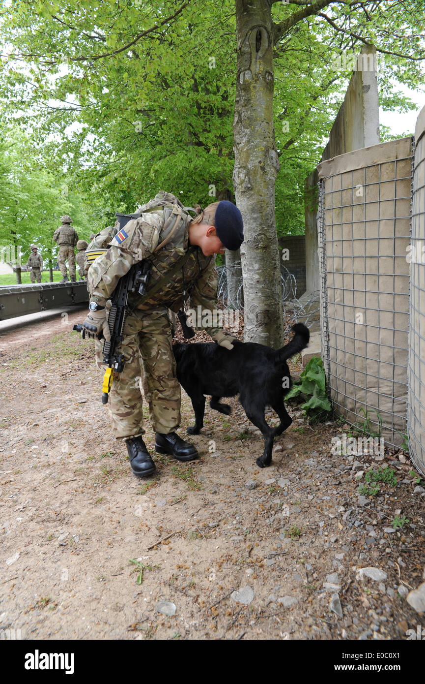 Militärische Working Dog Hund Zähler Aufstand Ied improvisierten Sprengkörpern Suche Afghanistan bewachen Hund Sicherheit Stockfoto