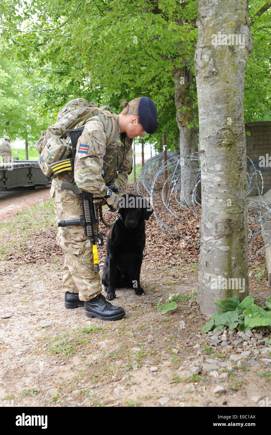 t militärische Working Dog Hund Zähler Aufstand Ied improvisierten Sprengkörpern Suche Afghanistan bewachen Hund Sicherheit Stockfoto