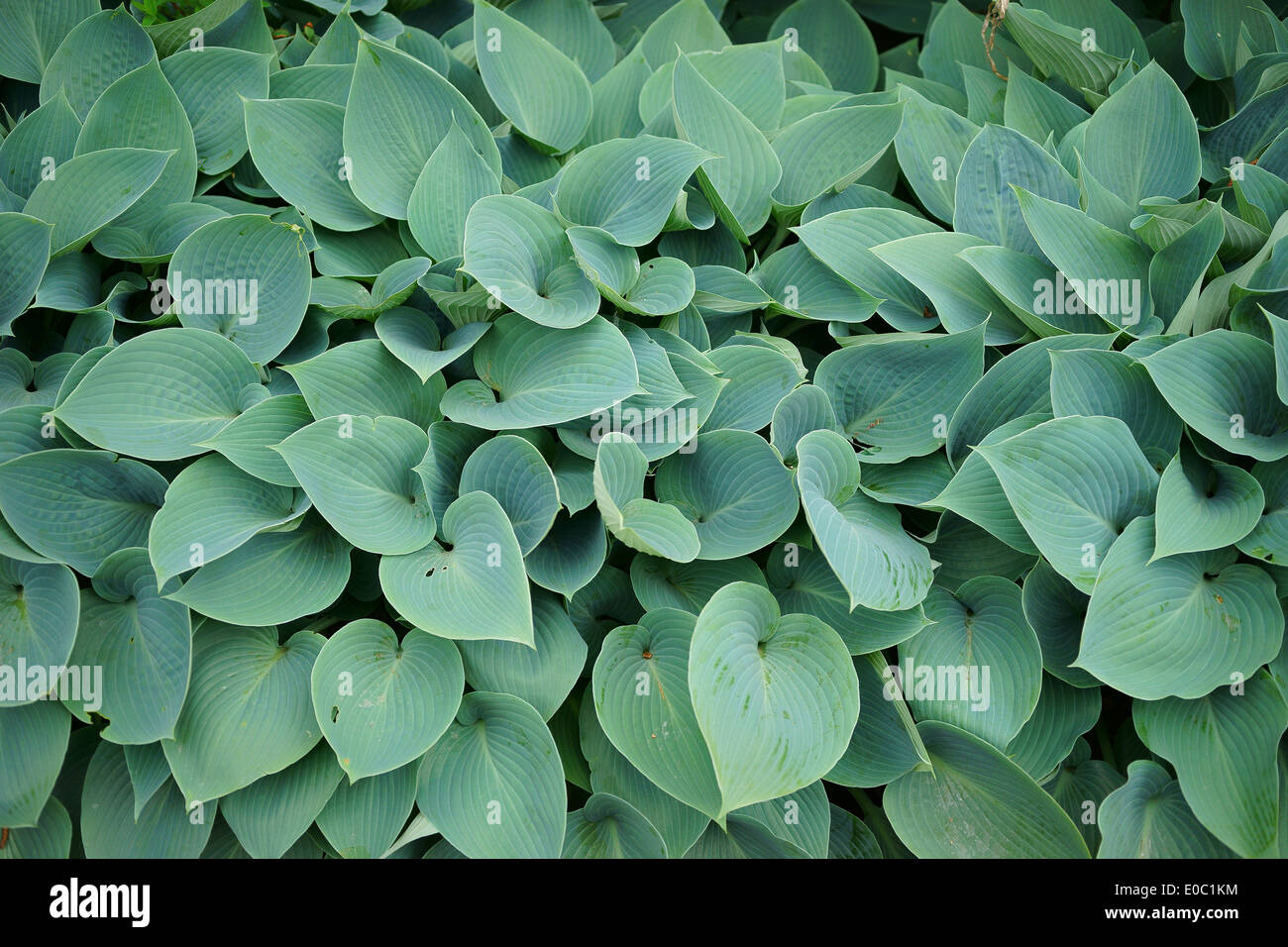 Frisches Frühlingsgrün reichlich Hosta Blätter Stockfoto