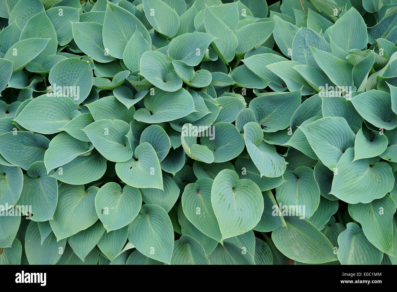 Frisches Frühlingsgrün reichlich Hosta Blätter Stockfoto