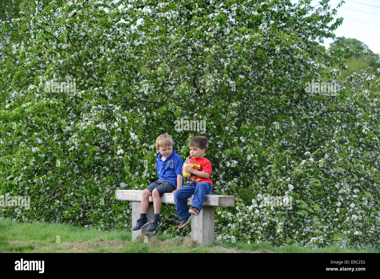 Zwei jungen Brüder teilen Drink auf der Parkbank in der Nähe von Blossom Baum Uk Stockfoto