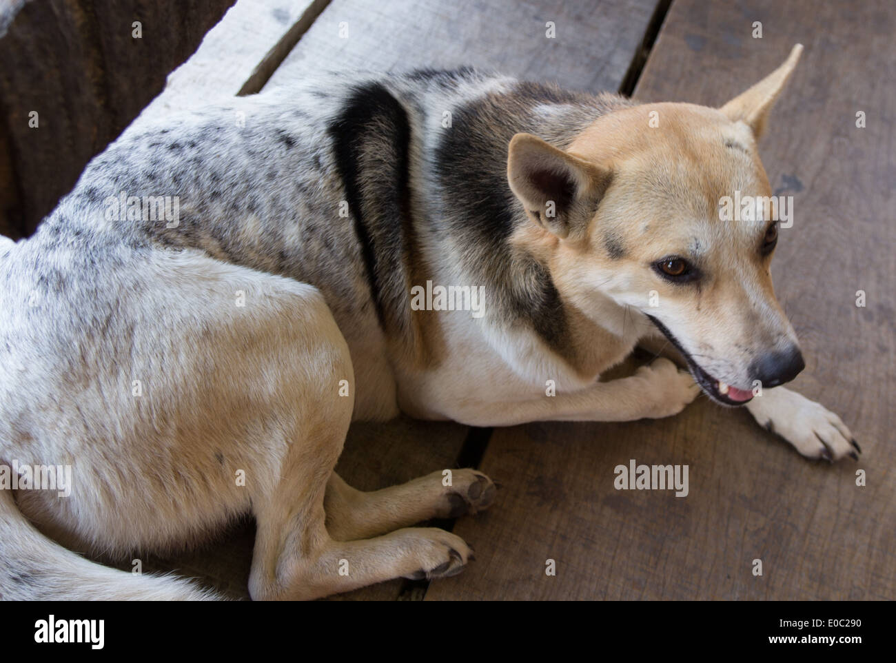 Ein Hund ruhen auf dem Boden. Stockfoto