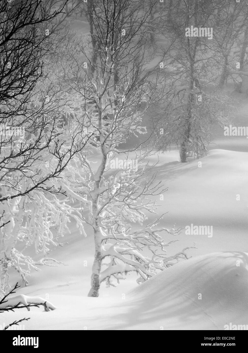 Tief, frischen Schnee unter den Bäumen in den norwegischen Bergen Stockfoto