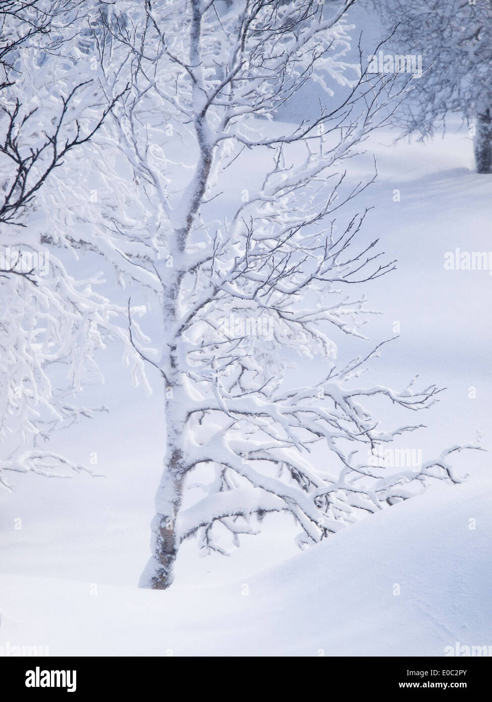 Tief, frischen Schnee unter den Bäumen in den norwegischen Bergen Stockfoto