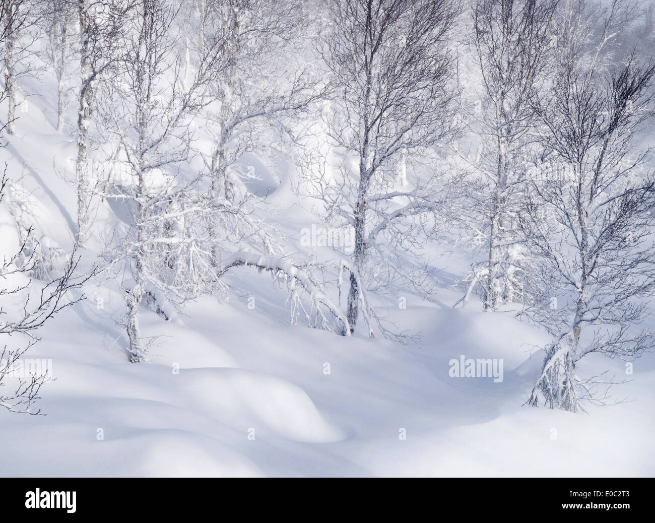 Tief, frischen Schnee unter den Bäumen in den norwegischen Bergen Stockfoto
