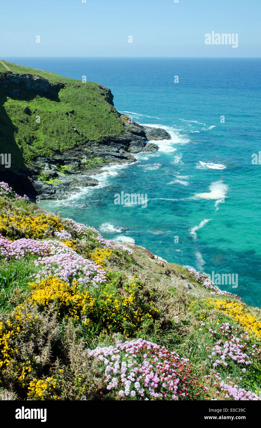 Frühlingsblumen auf den Norden Küste Klippen in Cornwall, Großbritannien Stockfoto