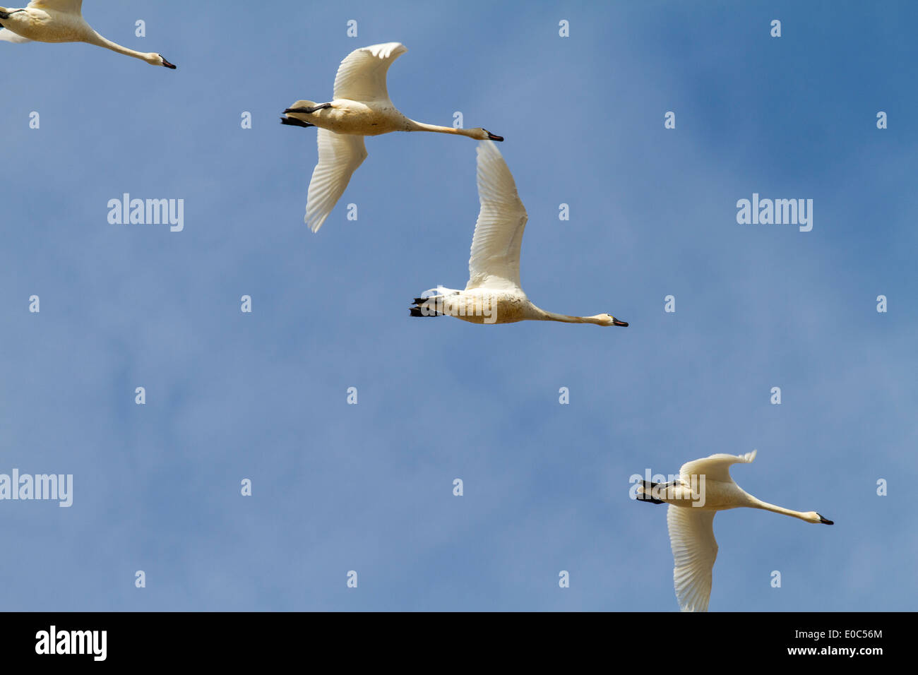 Herrliche, anmutigen weißen Tundra Schwan (Cygnus Columbianus) auf der Flucht vor einem blauen Himmel über Alberta Felder. Stockfoto