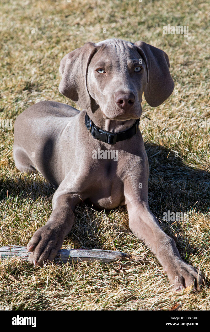 Männliche Weimaraner-Welpen (14 Wochen), gezüchtet deutscher Jagdhund Stockfoto