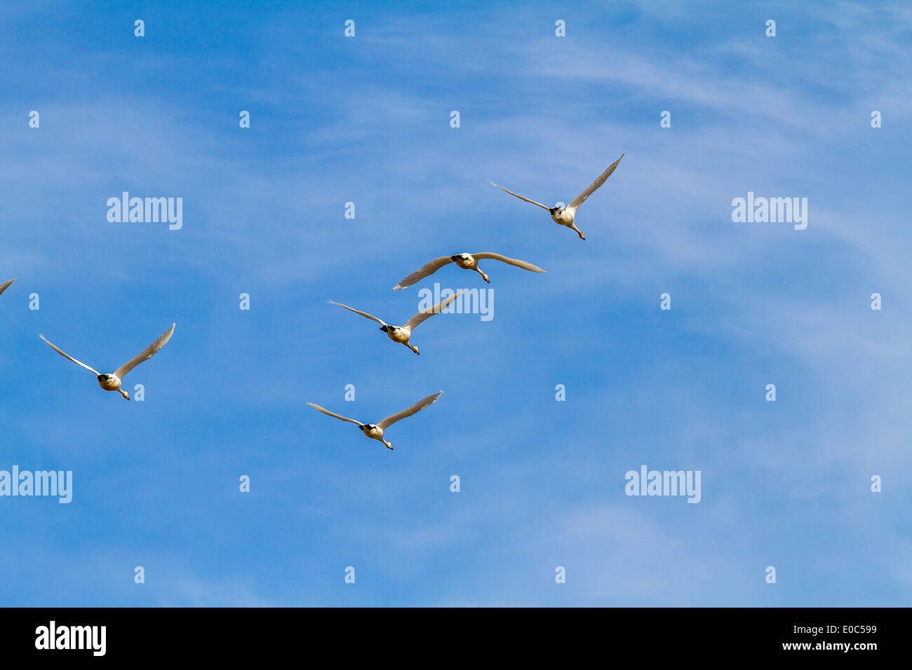 Herrliche, anmutigen weißen Tundra Schwan (Cygnus Columbianus) auf der Flucht vor einem blauen Himmel über Alberta Felder. Stockfoto