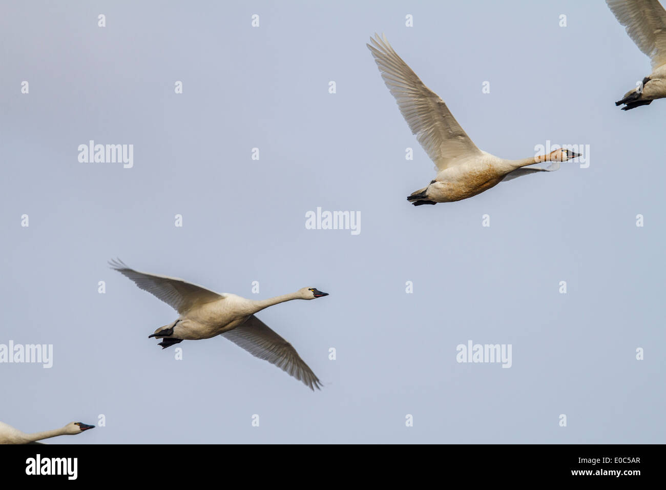 Herrliche, anmutigen weißen Tundra Schwan (Cygnus Columbianus) auf der Flucht vor einem blauen Himmel über Alberta Felder. Stockfoto