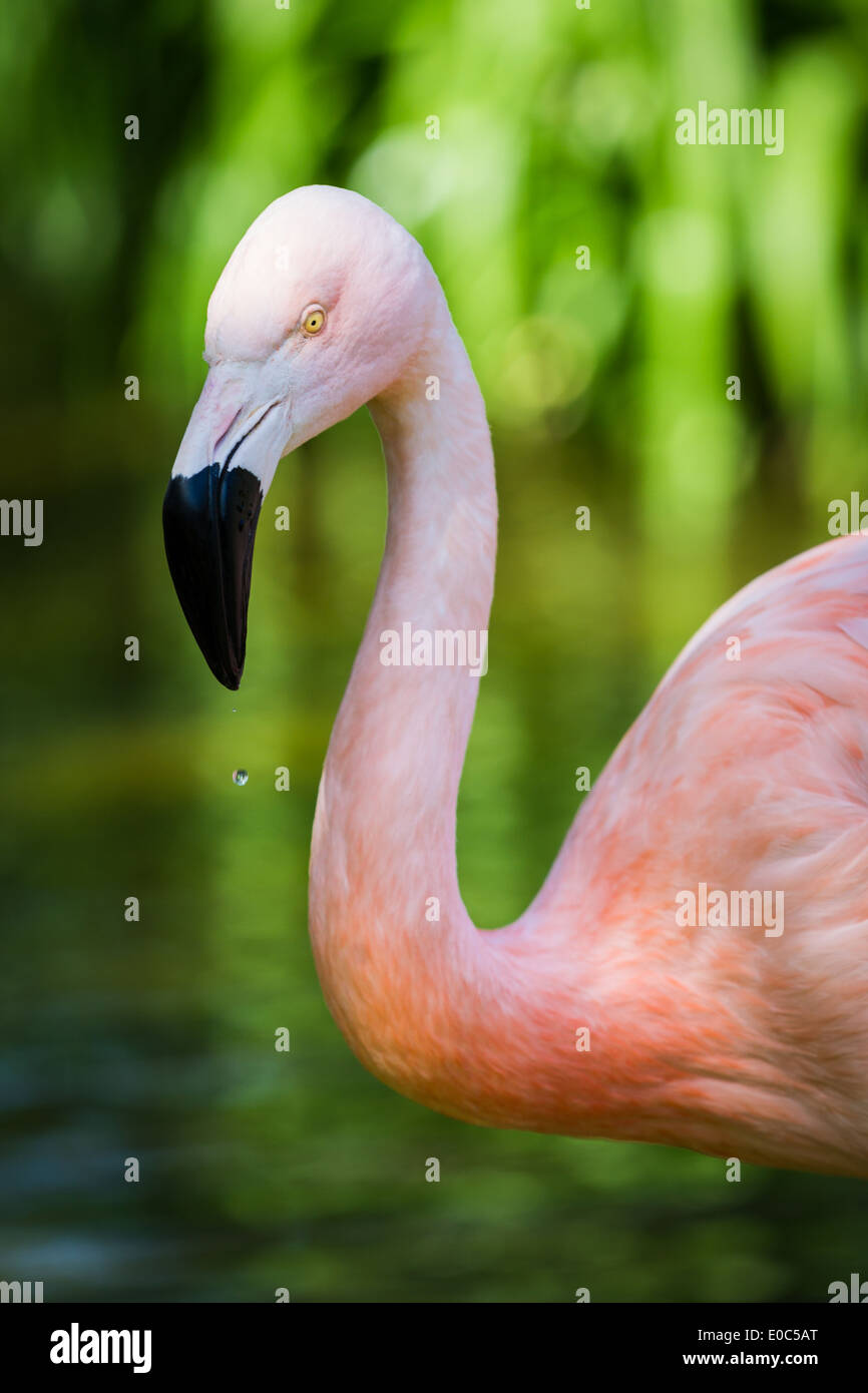 Nahaufnahme der chilenische Flamingo mit Wasser tropft aus seinem Schnabel Stockfoto