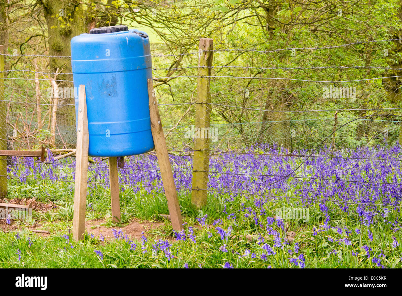 Ein Fasan Zuführung des Kirkoswold in der Eden Valley, Cumbria Stockfoto