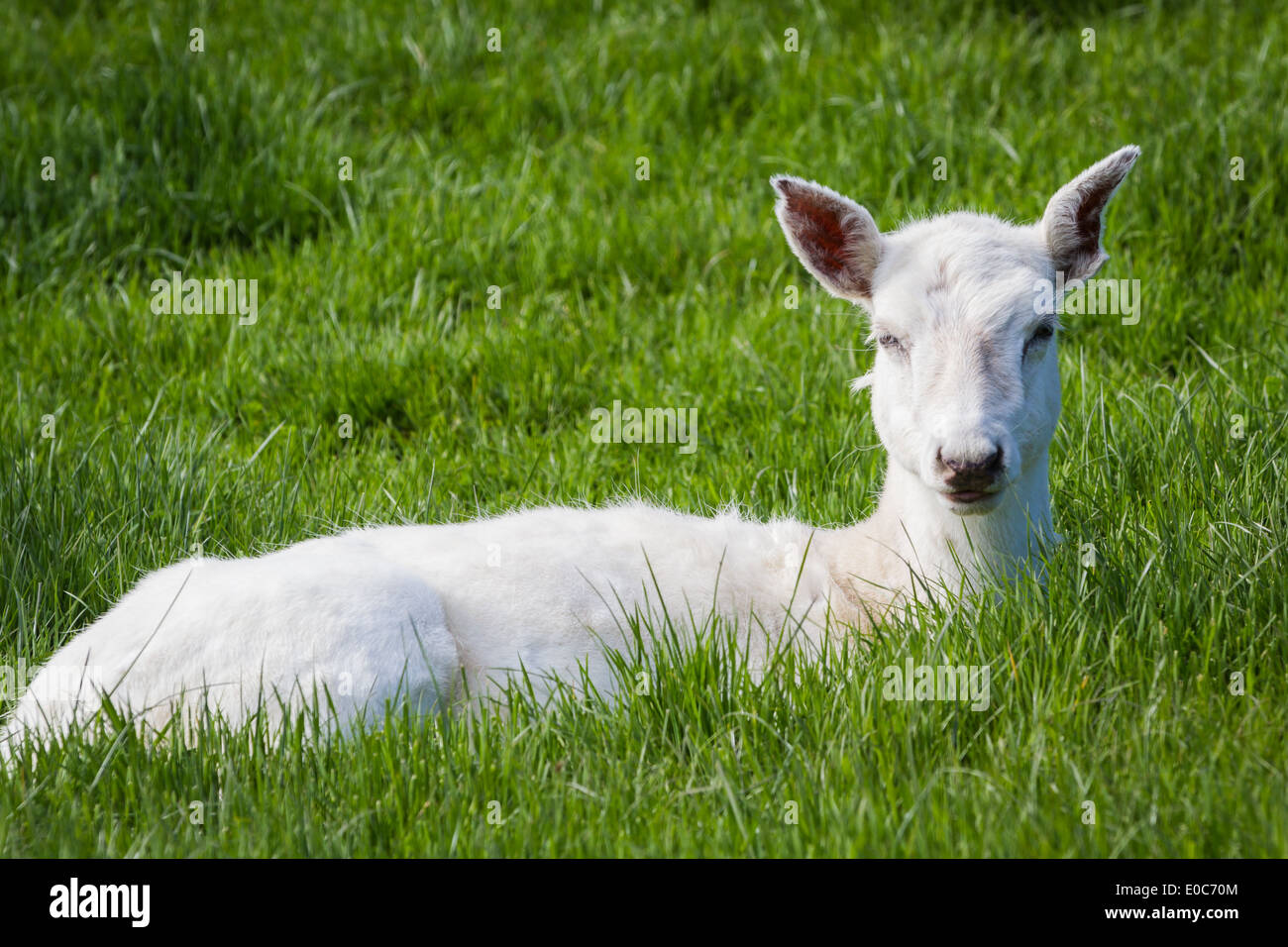 friedliche weiße Hirsche, die Ruhe, die Sonne zu genießen, grüne Frühling Gras Stockfoto