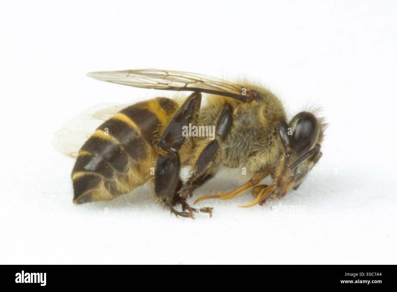 Biene auf dem weißen Hintergrund isoliert Stockfoto