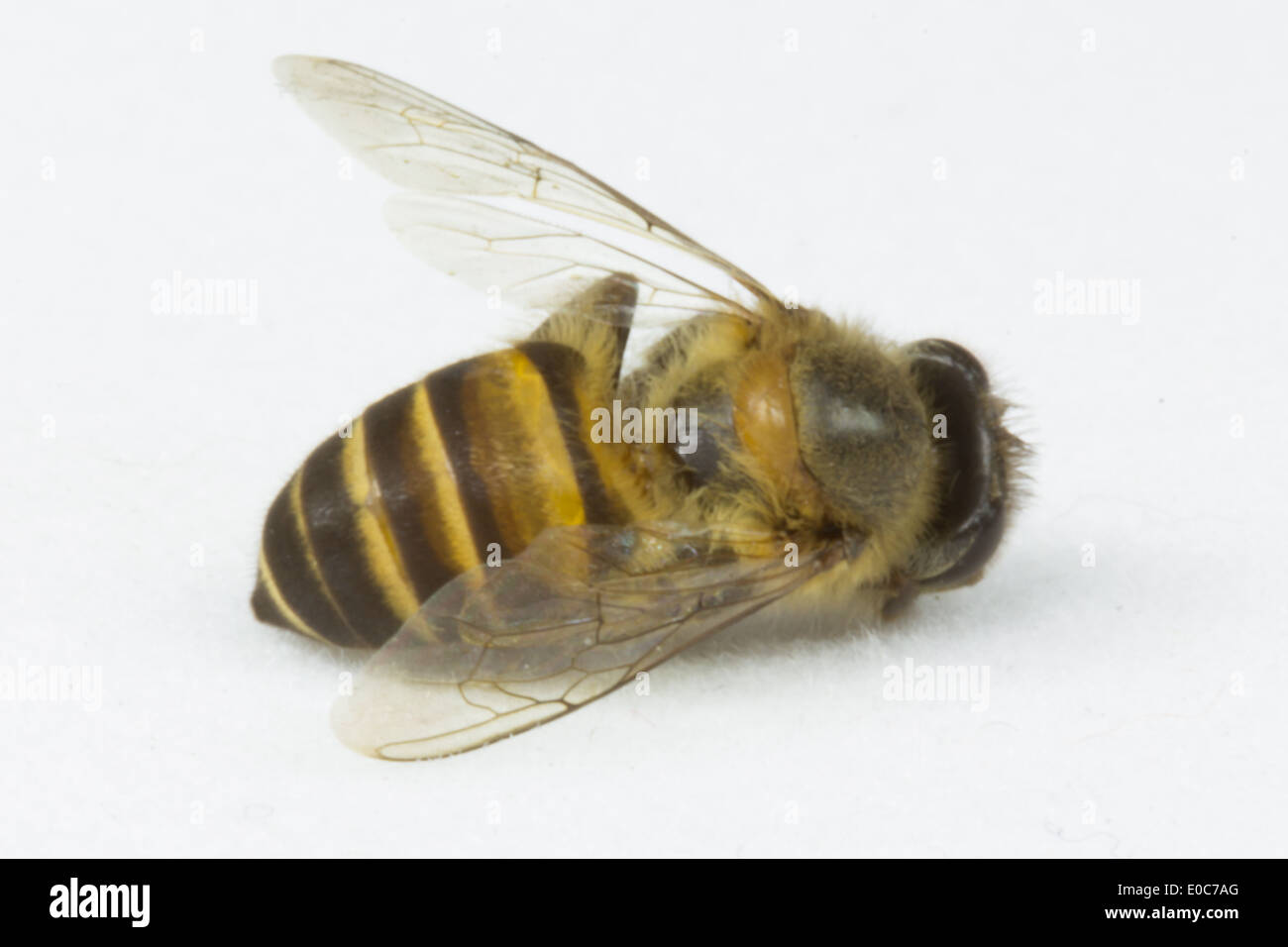 Biene auf dem weißen Hintergrund isoliert Stockfoto
