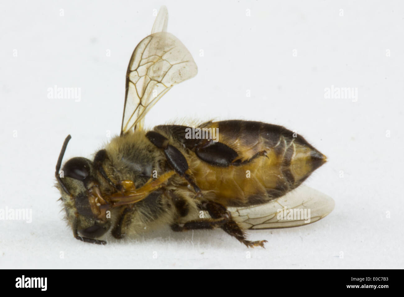Biene auf dem weißen Hintergrund isoliert Stockfoto