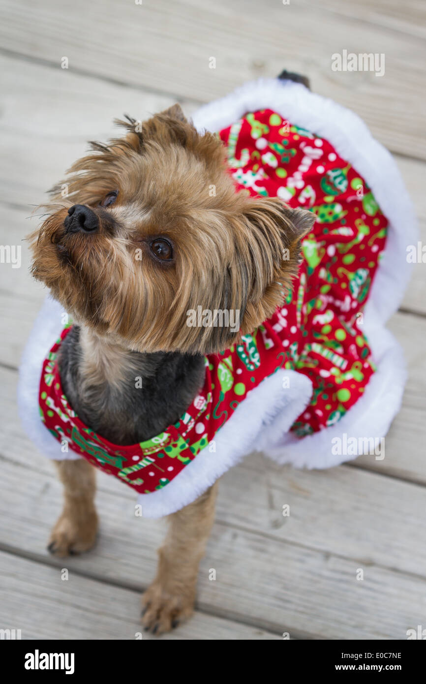 kleinen Yorkie mit einem Weihnachten Pullover man die Entfernung Stockfoto