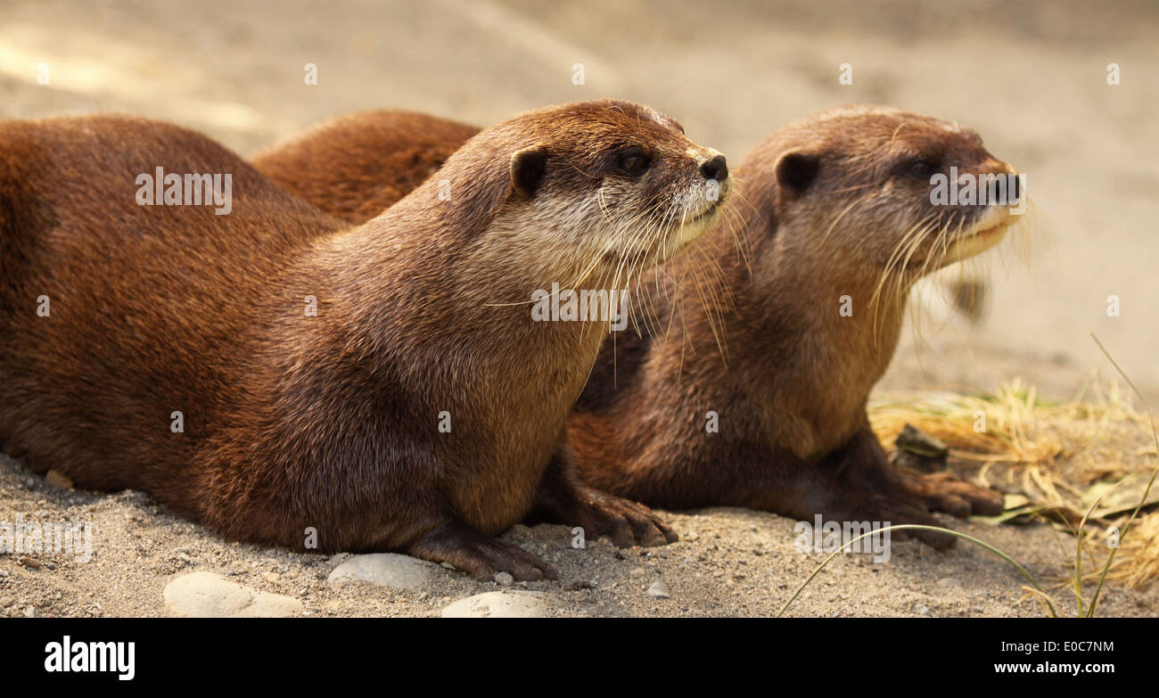 Ein paar der afrikanischen Clawless Otter. Stockfoto