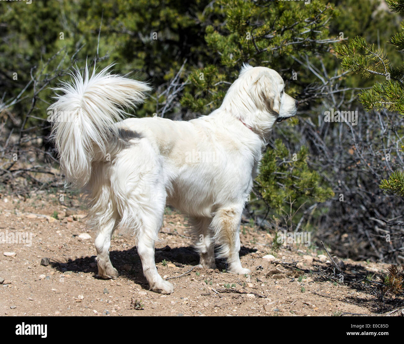 Platin farbige Golden Retriever Hund läuft auf einem Bergweg Stockfoto